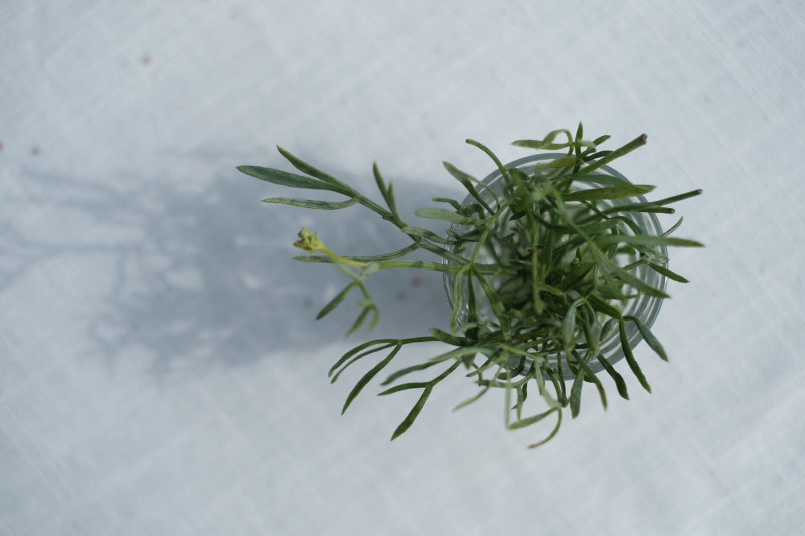 Fresh rock samphire botanical used in Loveday Cornish gin recipe