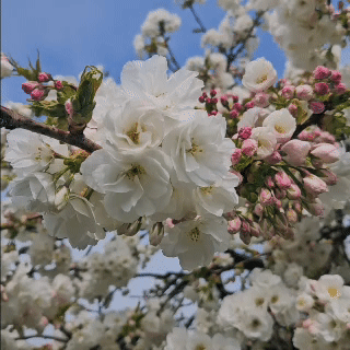 Cherry Blossom Gin: Spring, Distilled in Cornwall