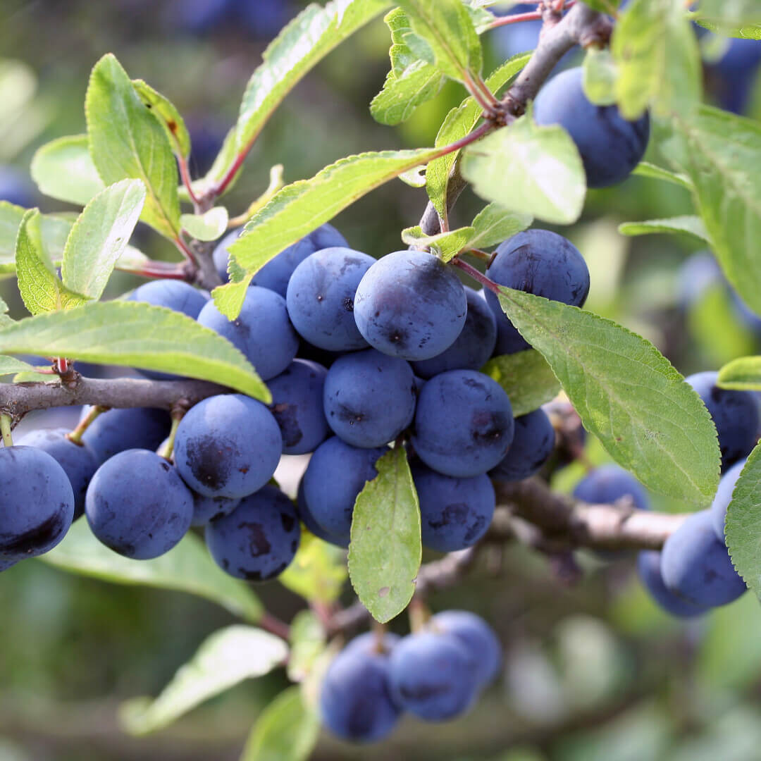 Our first Sloe-deo!
