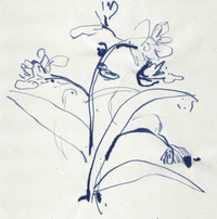 Ink Drawing Workshop with Delphine