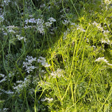 In Full Bloom Gin
