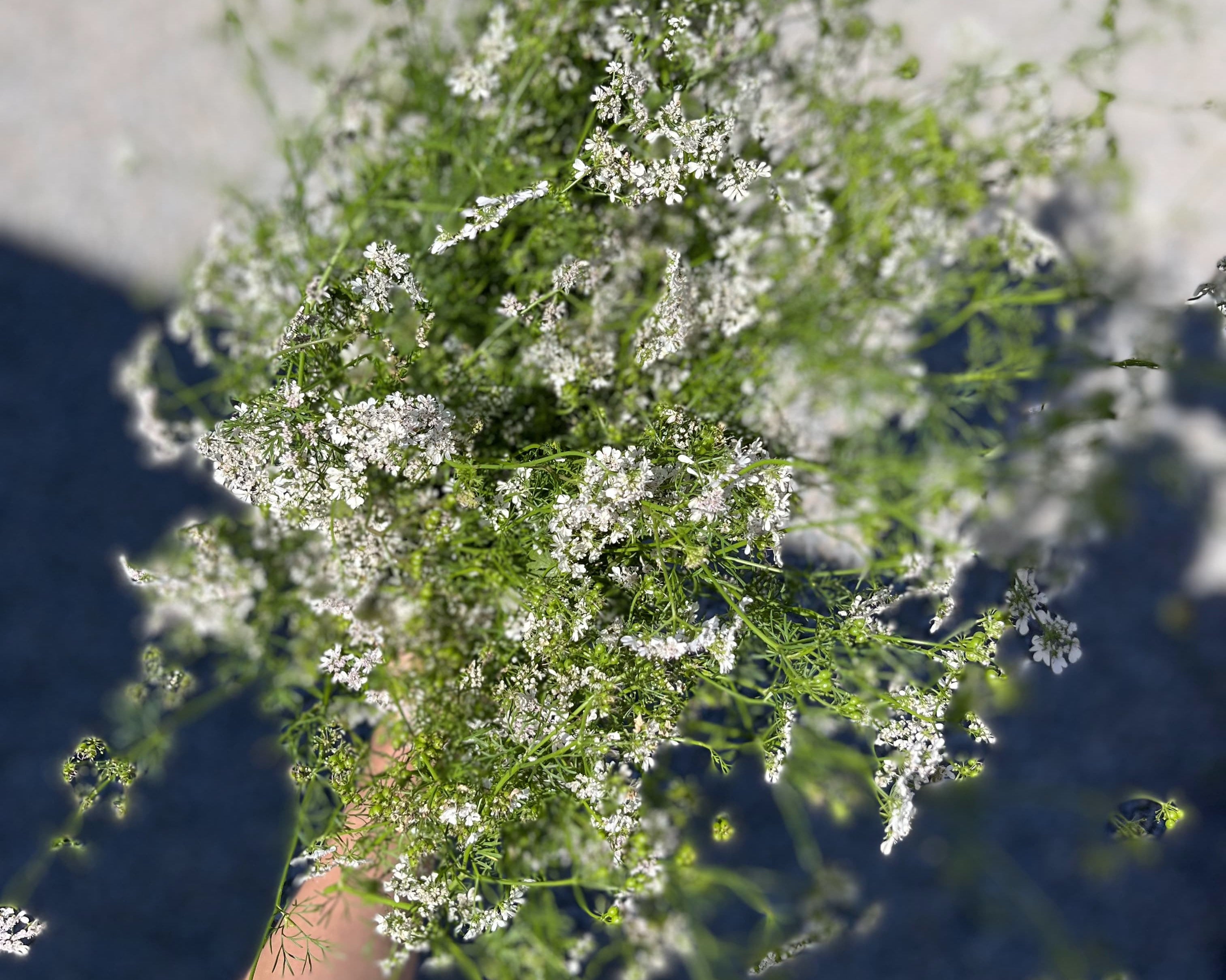 Hand holding a bunch of flowering coriander bolted to bloom, tiny white flowers, Loveday Distillery botanical forage