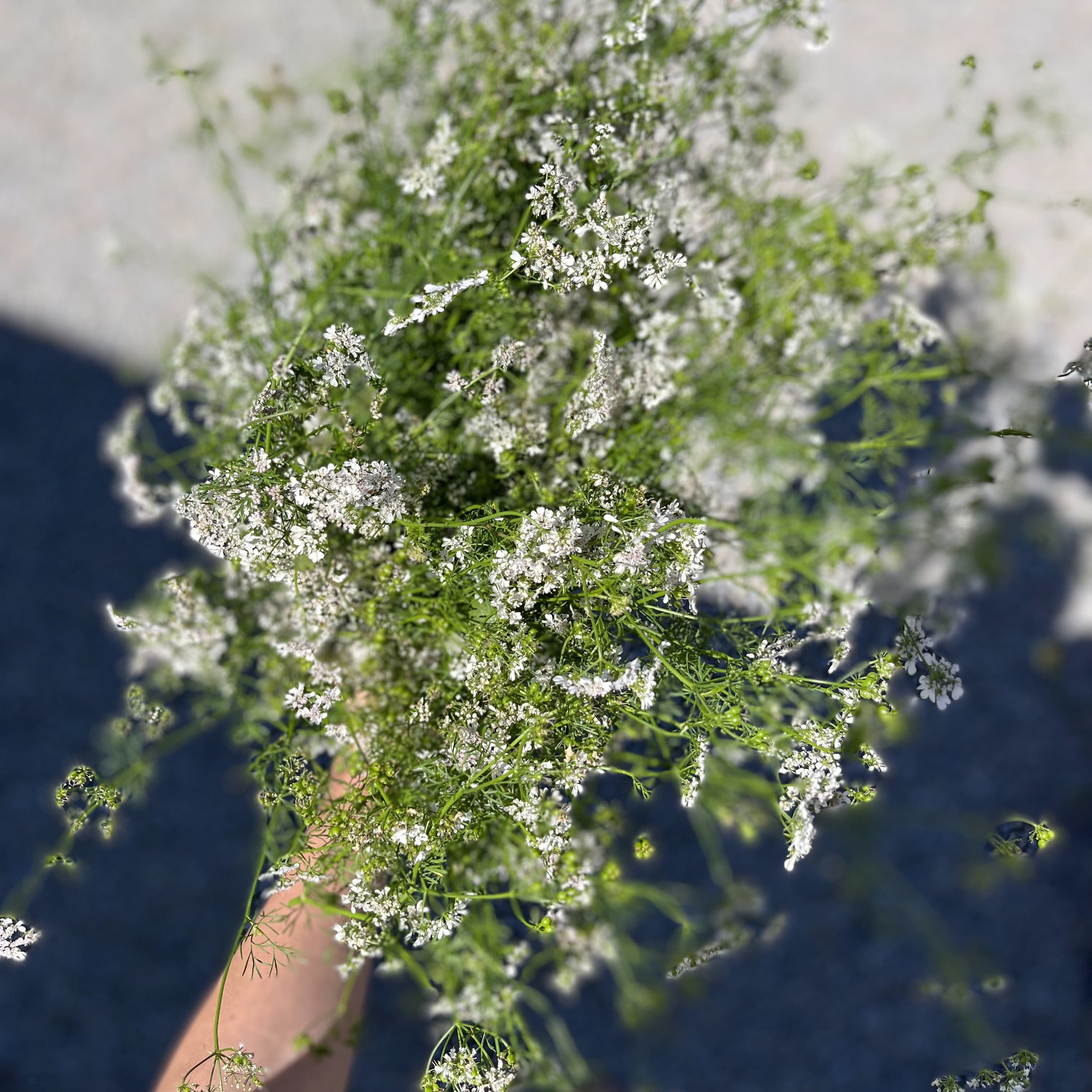 Hand holding a bunch of flowering coriander bolted to bloom, tiny white flowers, Loveday Distillery botanical forage