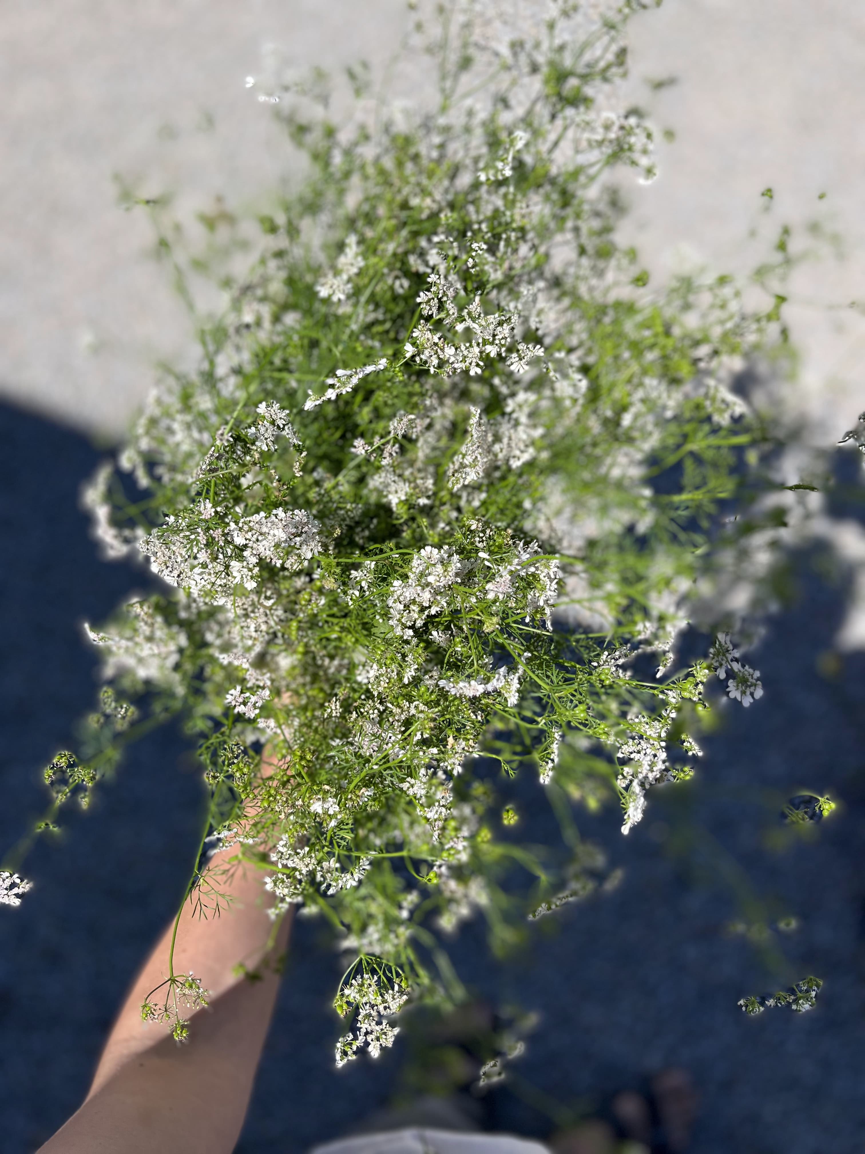 Hand holding a bunch of flowering coriander bolted to bloom, tiny white flowers, Loveday Distillery botanical forage