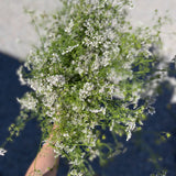 In Full Bloom Gin