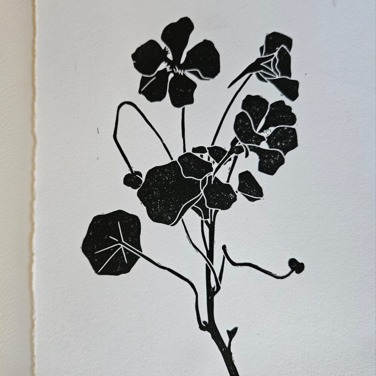 Black linocut print of a nasturtium branch with flowers, buds and round leaves on white deckle-edged paper