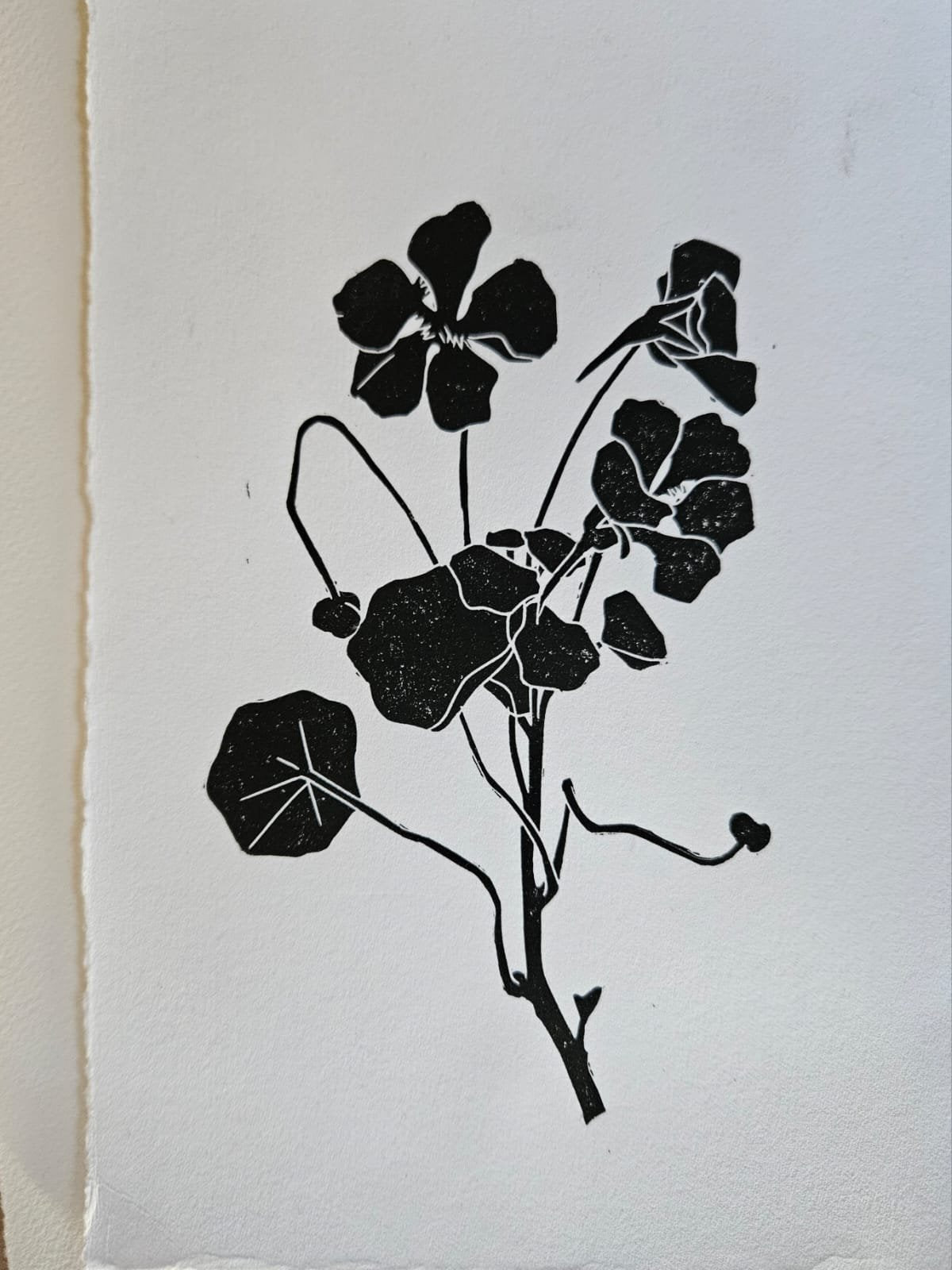 Black linocut print of a nasturtium branch with flowers, buds and round leaves on white deckle-edged paper