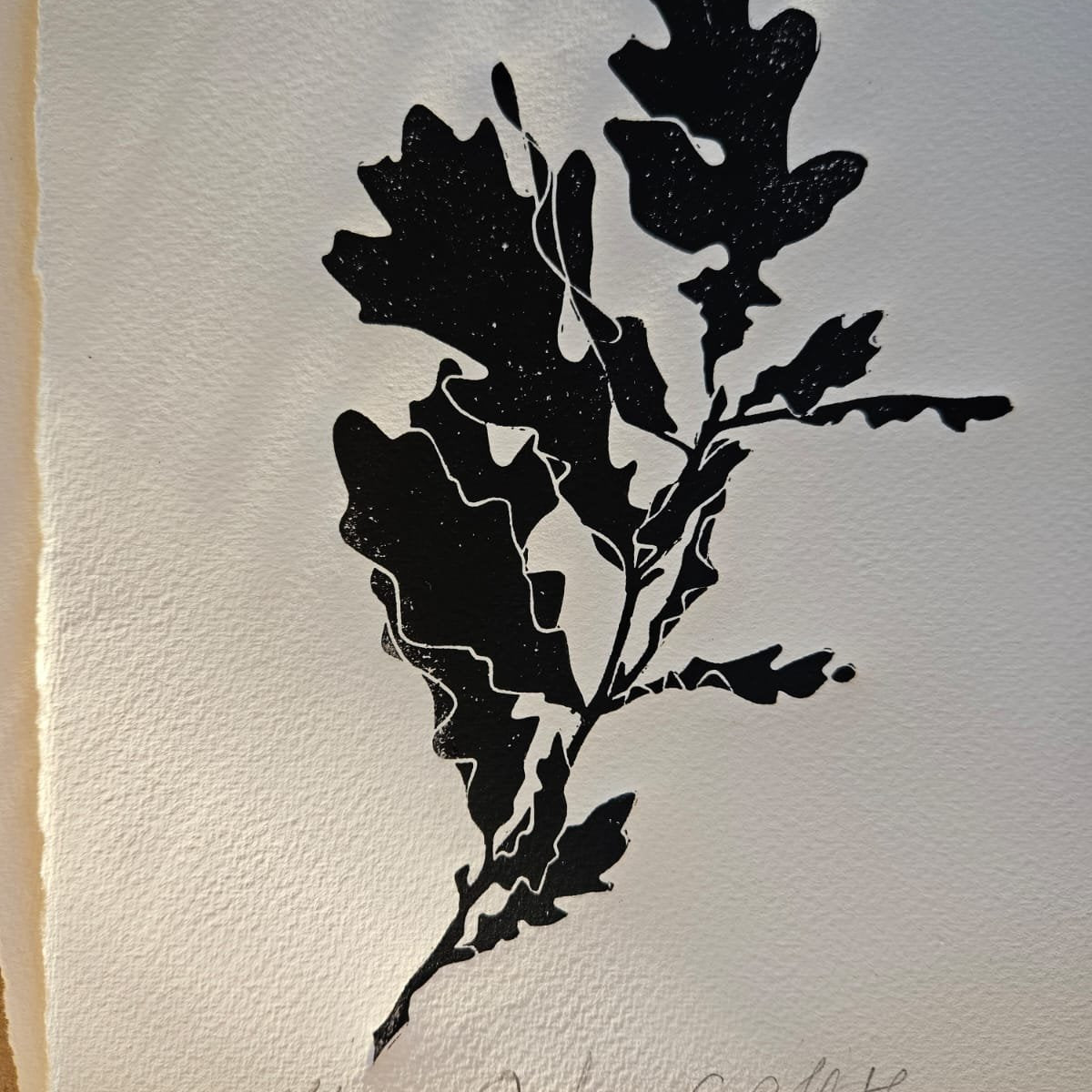 Black linocut print of an oak branch with lobed leaves, numbered 26/200, signed, on textured paper