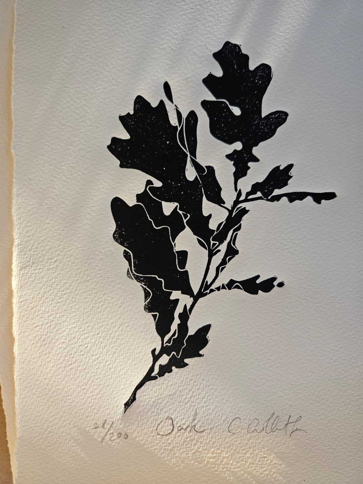Black linocut print of an oak branch with lobed leaves, numbered 26/200, signed, on textured paper